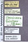 Etiketten zu Paractenicera fulvipes (Bland, 1863) (NHMW-ZOO-COL-0008337)